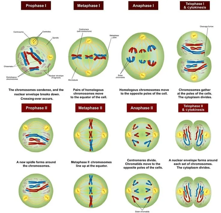 Stages of meiosis